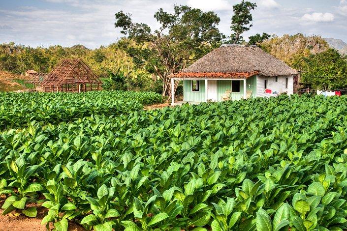 Plantation de tabac à Cuba