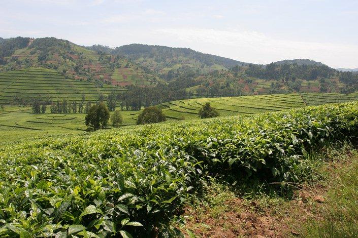 Plantation de thé au Rwanda