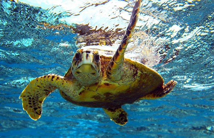 Une tortue dans la mer des Caraïbes