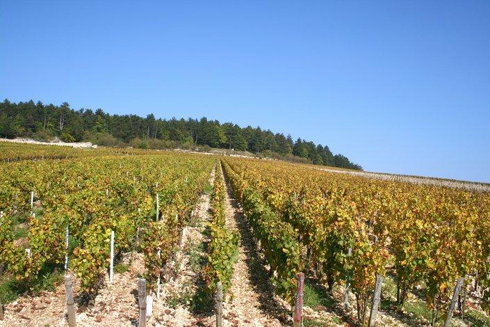 Vignes à Chablis