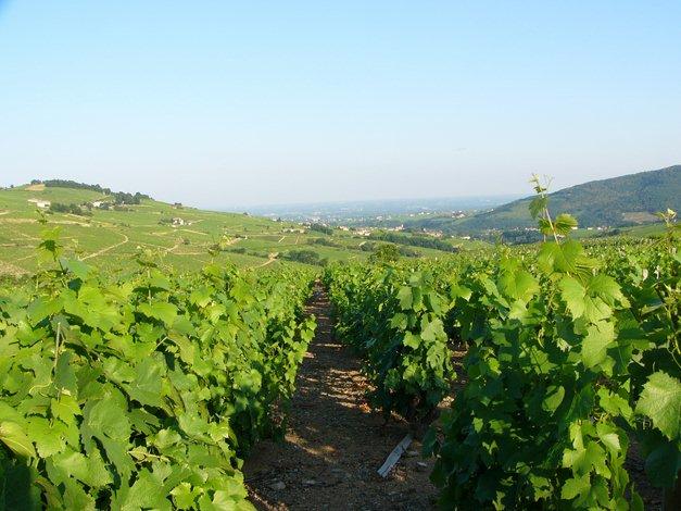 Vignobles de Saône-et-Loire