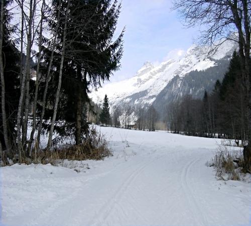 Piste sinueuse entre les arbres
