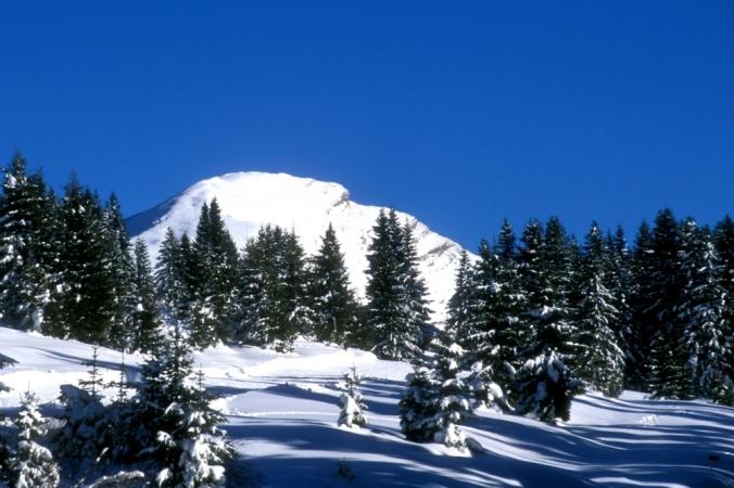 La foret en montagne