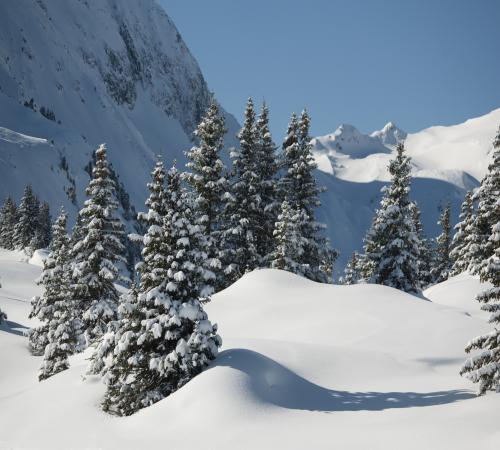 Arbres sous la neige à Areches
