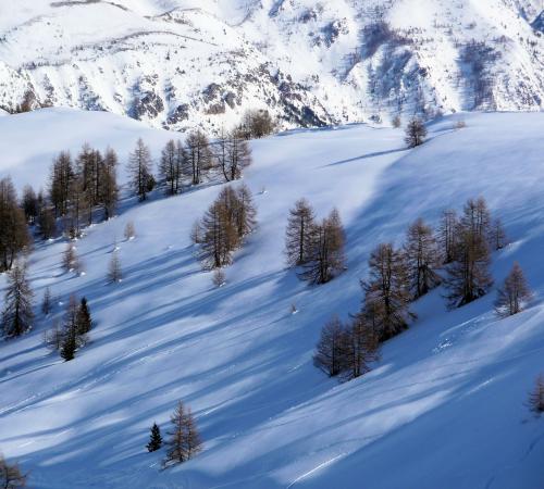 Un versant enneigé à Auron