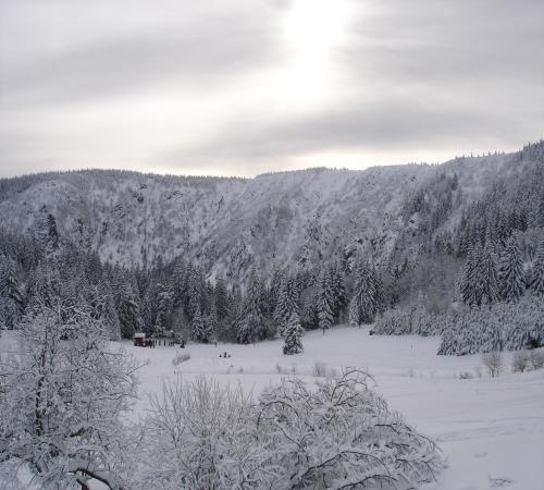 Foret enneigéé près de Lac Blanc