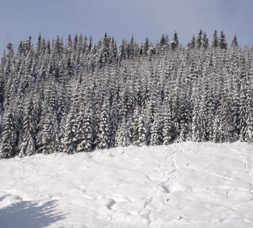 Arbres sous la neige à Lac Blanc