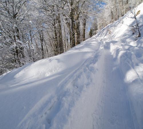 Piste forestiere à Lac Blanc