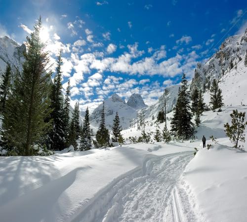 piste entre les arbres
