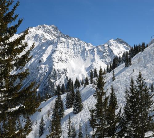 Arbres sur un versant de montagne à Val Thorens