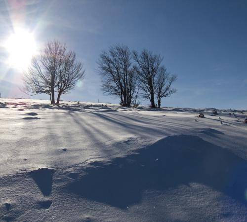 Soleil filtrant a travers les arbres enneigés
